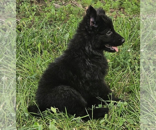 Medium Photo #3 German Shepherd Dog Puppy For Sale in EOLIA, MO, USA