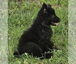 Small #2 German Shepherd Dog