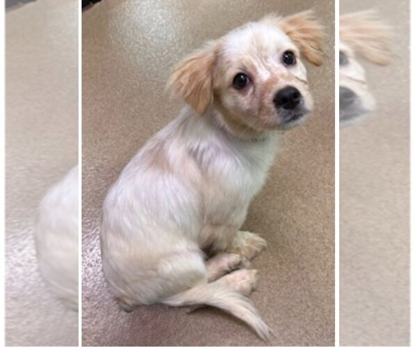 Medium Photo #3 Colonial Cocker Spaniel-Unknown Mix Puppy For Sale in Canton, CT, USA