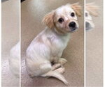 Small #2 Colonial Cocker Spaniel Mix
