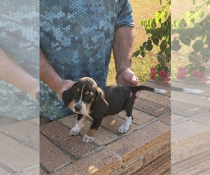 Beagle Puppy for sale in MARION, LA, USA