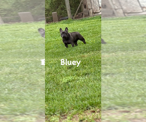 Mother of the French Bulldog puppies born on 06/07/2025