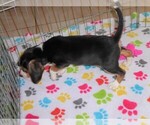 Small Photo #3 Beagle Puppy For Sale in ORO VALLEY, AZ, USA