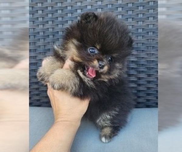 Medium Photo #1 Miniature Spitz Puppy For Sale in HOMESTEAD, FL, USA