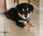 Small #1 Sheprador