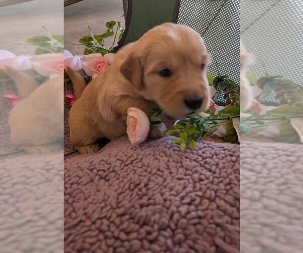 Medium Photo #10 English Cream Golden Retriever Puppy For Sale in DOLORES, CO, USA