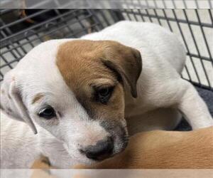 Black and Tan Coonhound-Unknown Mix Dogs for adoption in Conroe, TX, USA