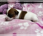 Small Photo #13 Parson Russell Terrier Puppy For Sale in TEMECULA, CA, USA