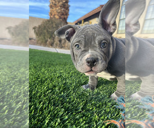 American Bully Puppy for sale in DENVER, CO, USA