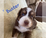Small Photo #2 Australian Shepherd Puppy For Sale in BRIDGEWATER, VA, USA