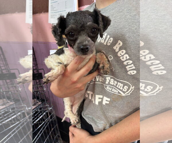 Medium Photo #6 Maltese Puppy For Sale in Pacolet, SC, USA