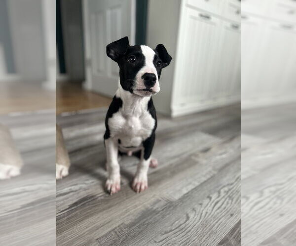 Medium Photo #9 Labrador Retriever-Unknown Mix Puppy For Sale in Brewster, NY, USA