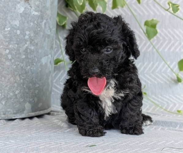Medium Photo #4 Poodle (Toy) Puppy For Sale in GOSHEN, IN, USA