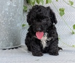 Small #3 Poodle (Toy)