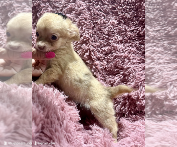 Medium Photo #1 Chihuahua Puppy For Sale in BELTON, MO, USA