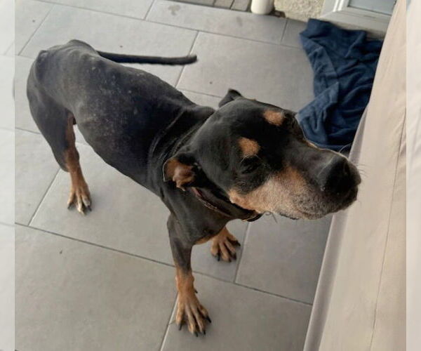 Medium Photo #8 Doberman Pinscher-Unknown Mix Puppy For Sale in Lake Forest, CA, USA