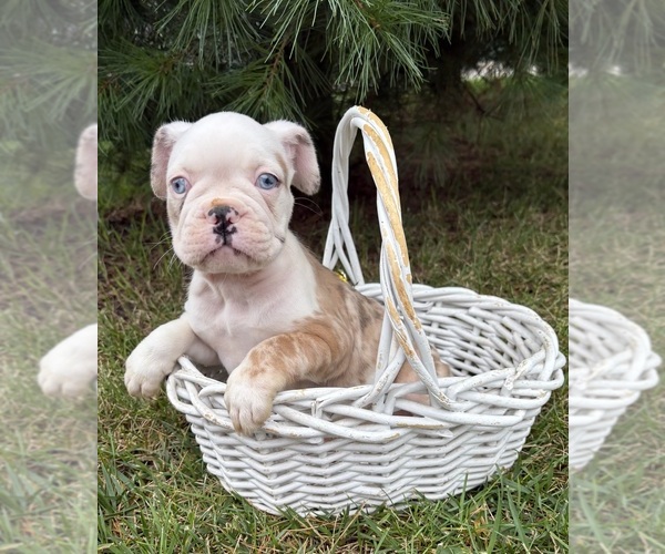 Medium Photo #4 French Bulldog Puppy For Sale in MIDDLEBURY, IN, USA