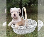 Small #3 French Bulldog