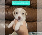 Small Photo #3 Chizer Puppy For Sale in MONTEZUMA, GA, USA