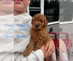 Small #3 Cavapoo (Miniature)
