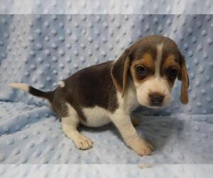 Beagle Puppy for sale in ORO VALLEY, AZ, USA
