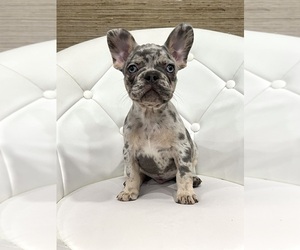 Medium French Bulldog