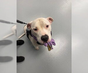 Mutt Dogs for adoption in St. Cloud, FL, USA