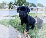 Small #6 Labrador Retriever Mix