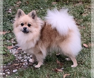 Mother of the Pomeranian puppies born on 05/24/2022