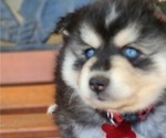 Puppy Zoey Pomsky