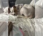 Small Photo #2 American Pit Bull Terrier-Unknown Mix Puppy For Sale in Holly Springs, NC, USA