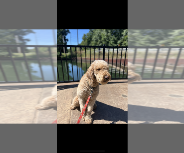 Medium Photo #1 Goldendoodle Puppy For Sale in SPRINGFIELD, MO, USA