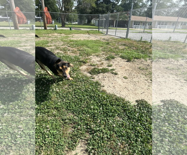 Medium Photo #4 Australian Shepherd-German Shepherd Dog Mix Puppy For Sale in Corning, AR, USA