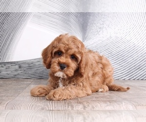 Cavapoo Dog for Adoption in WESTPOINT, Indiana USA