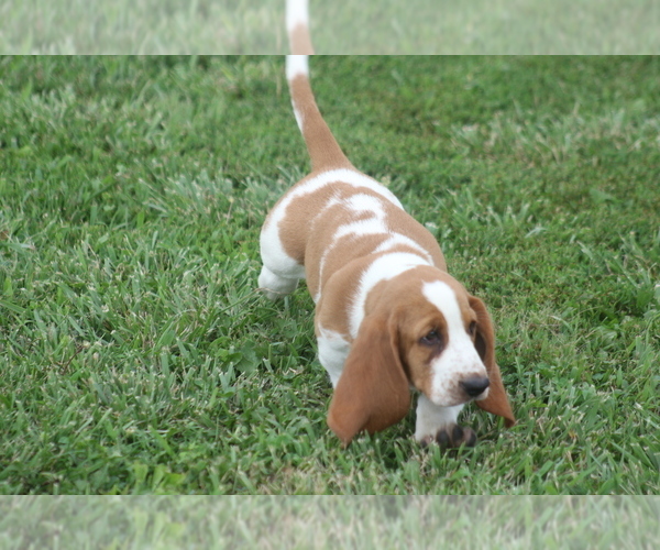 Medium Photo #47 Basset Hound Puppy For Sale in MEMPHIS, MO, USA