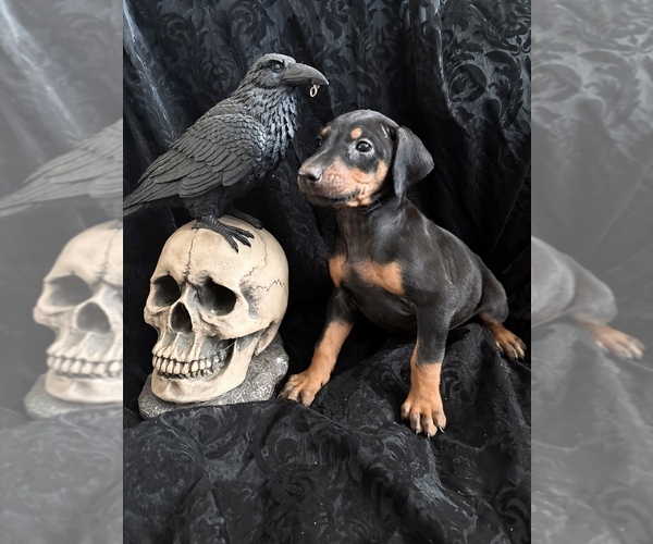 Medium Photo #29 Doberman Pinscher Puppy For Sale in YUCCA VALLEY, CA, USA