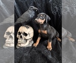 Puppy Puppy 9 Doberman Pinscher