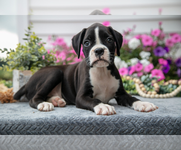 Medium Photo #1 Boxer Puppy For Sale in GRABILL, IN, USA