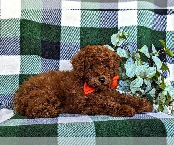 Medium Photo #4 Poodle (Miniature) Puppy For Sale in NEW HOLLAND, PA, USA