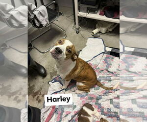 Boxer-Unknown Mix Dogs for adoption in Richmond, IN, USA