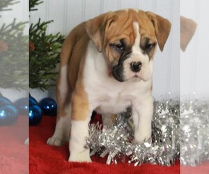 Bull-Boxer Puppy for sale in FREDERICKSBURG, OH, USA