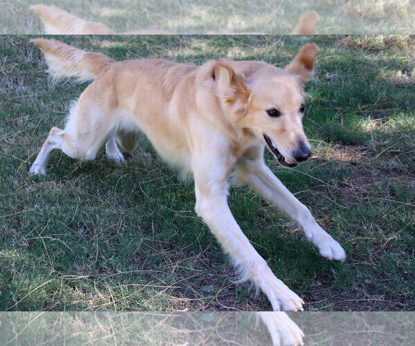 Medium Photo #4 Golden Retriever Puppy For Sale in Glendale , AZ, USA