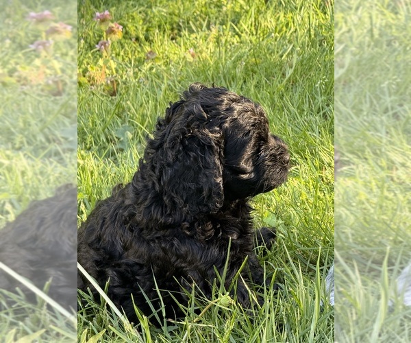 Medium Photo #1 Cocker Spaniel-Sheepadoodle Mix Puppy For Sale in SAMMAMISH, WA, USA
