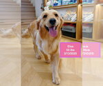 Small #3 Golden Retriever