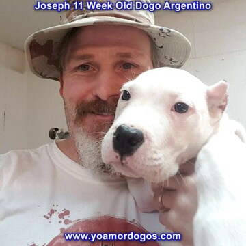 Medium Photo #123 Dogo Argentino Puppy For Sale in PINEVILLE, MO, USA