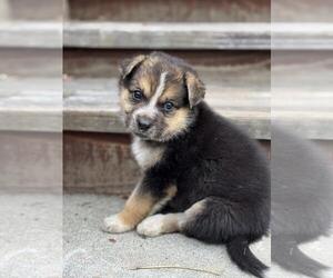 German Shepherd Dog-Unknown Mix Dogs for adoption in Santa Cruz, CA, USA