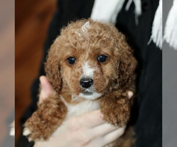 Medium Photo #4 Poodle (Miniature) Puppy For Sale in LEOLA, PA, USA