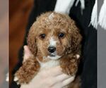 Small #3 Poodle (Miniature)