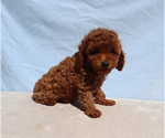 Olive - Male Poodle (Toy) Puppy for Sale - Photo #5