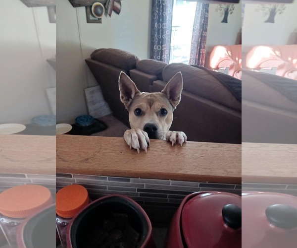 Medium Photo #4 Carolina Dog-Unknown Mix Puppy For Sale in Montello, WI, USA